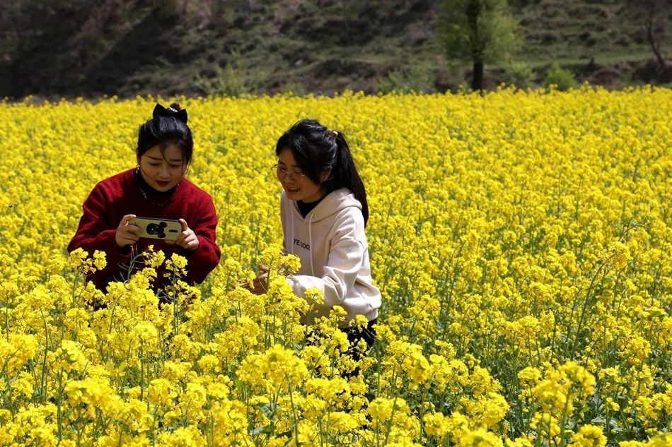 武山四门：香醋之乡，油菜花香