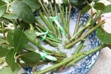 阿司匹林|此4种小药片过期别扔了,兑水浇花,叶片油绿猛开花,爆盆太美了