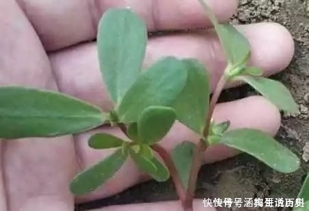 马齿苋|长在农村田间的野草,是白头发的“死对头”,已经有人用来赚钱