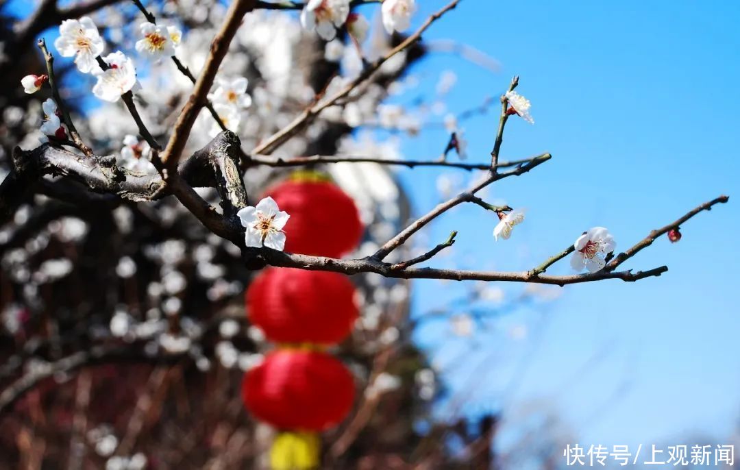 走进|梅开五福！普陀这里简直“美爆了”