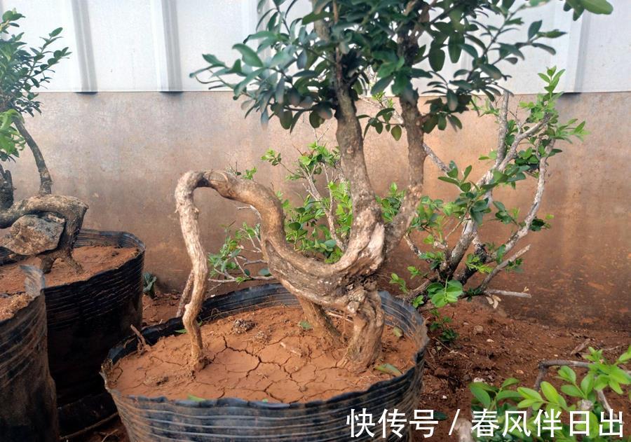 黄杨|黄杨盆景很特别,日常养护要学会,越养越值钱