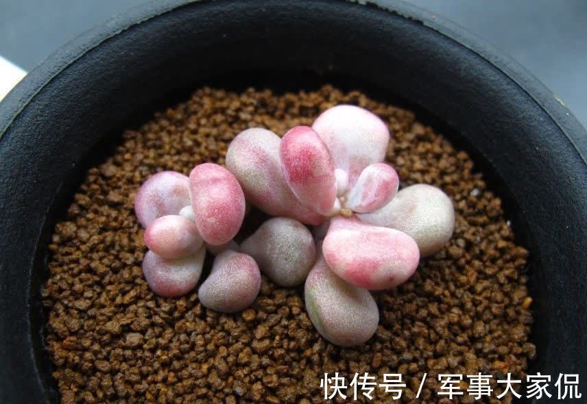桃蛋|多肉“萌物”桃蛋并不难养，价格亲民，打理和繁殖都容易