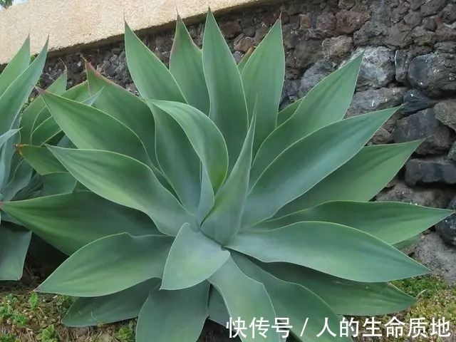 比国宝熊猫还要稀少,花开霸气十足,知道的人可不多!