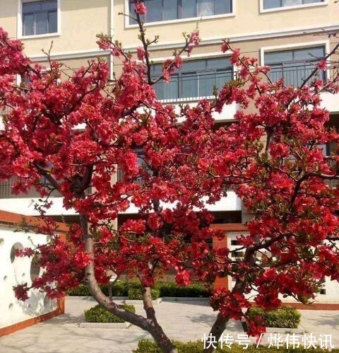 一种花叫“木瓜”，耐寒好养，开花漂亮，春季开满枝，比玫瑰美