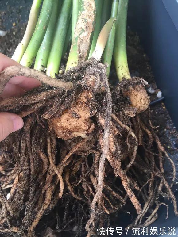 家里4种花,就要饿着养,盆小少浇水,反而长得好!