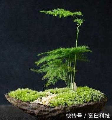 花盆|别傻傻把“云竹”当文竹养，“云竹”很贵重，区别养护别受骗！