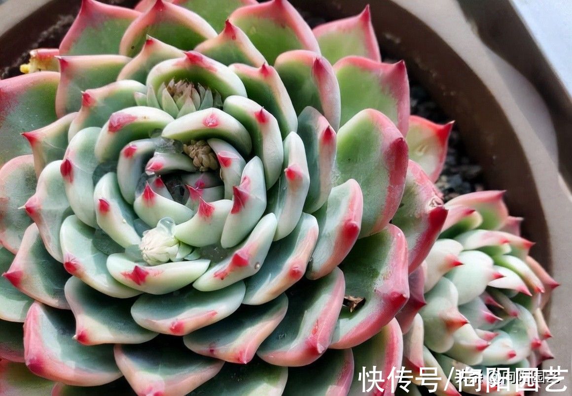 温度越来越低，多肉啥时往家搬，不用着急，0度再搬也不迟