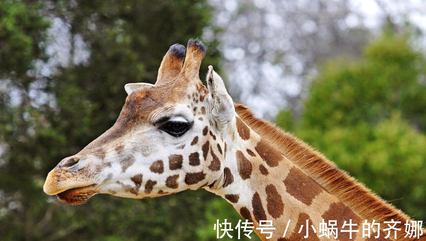 春秋时期|公元前481年,孔子在山东菏泽见到一只“麒麟”,这是种什么生物?