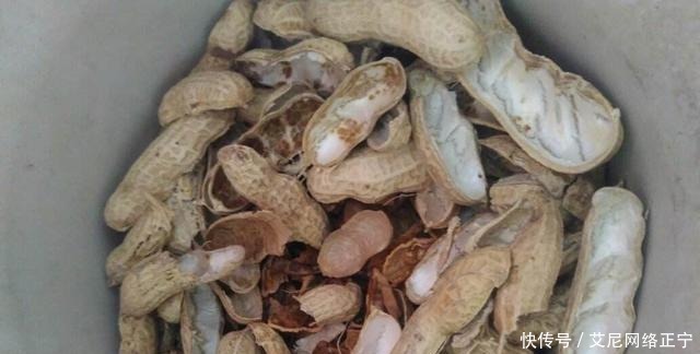 营养土还在花钱买?几种东西“掺一点”,土壤“肥得流油”!