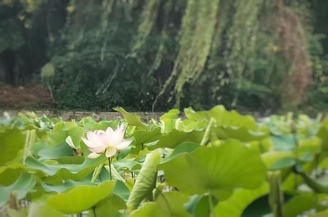 今夏第一波荷花开了，美不胜收！地点就在……