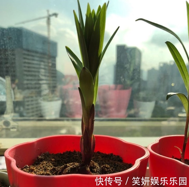 土壤|这款洋葱花天热多栽点,埋土里1个月开花,秋季爆崽,年年复花