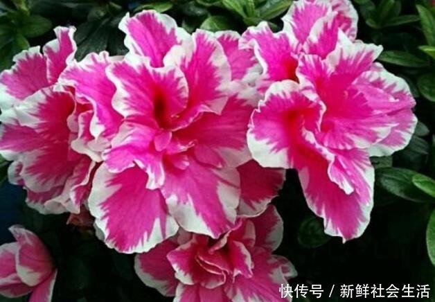 这花让人太心动，60元一盆咬牙买，冬天“赏花”全靠“它”！