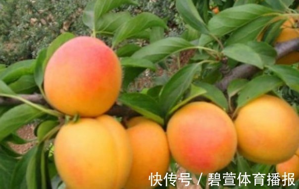 介壳虫|杏生津止渴,润肺化痰,农民重点只需掌握四点,收获吃不完的杏子