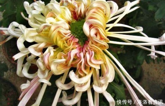 喜欢菊花,不如养盆“菊中珍品”沽水流霞,艳似娇霞,份外夺目