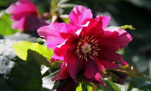 生命力超顽强的几种花卉,不用管就能爆盆,开花如仙境