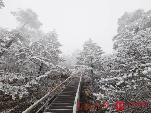 昆明轿子雪山下雪啦！银装素裹，美不胜收……