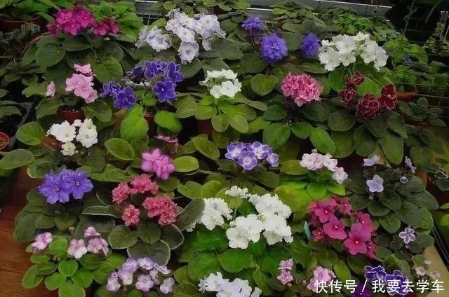 11种能在室内开大红色花朵的植物,养成盆栽后反而更好打理!