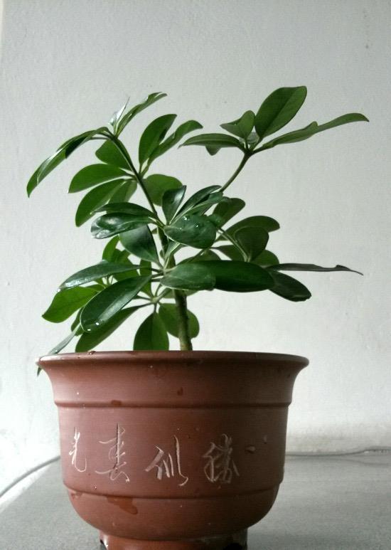 家养鸭脚木，学会一招，越养越多越养越旺，净化空气又美观