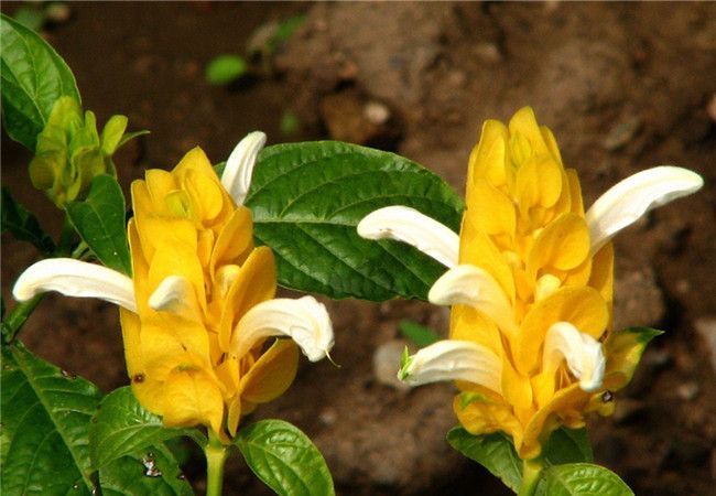 养花试试这几款，不需要过多的光就能开花