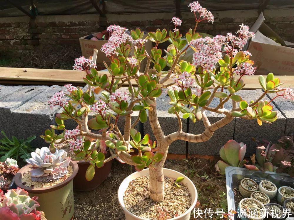 浇水|会养花的人都选它，耐旱又好活，2年养成小树桩！
