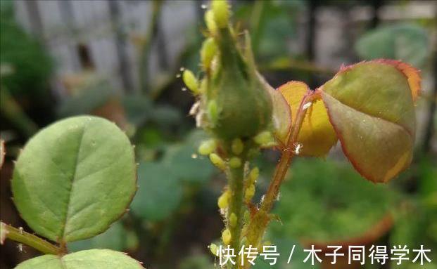 养花|新手养花“黑名单”,买了也养不活,谨慎买这些花