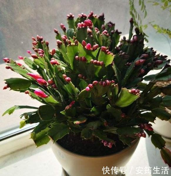 养殖蟹爪兰得注意分阶段施肥，摸清2点，在家制肥养好花