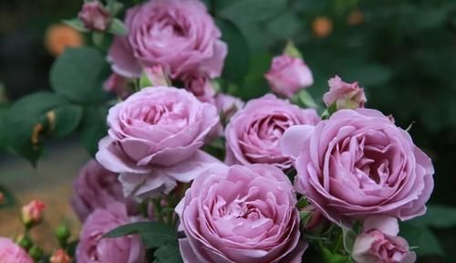 推荐10款蓝紫系月季，仙气十足，总有一款是你喜欢的