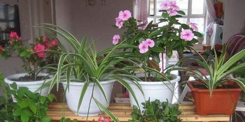  不用|土壤结块戳不动该怎么办？7天浇一次它，养花不用再换土了