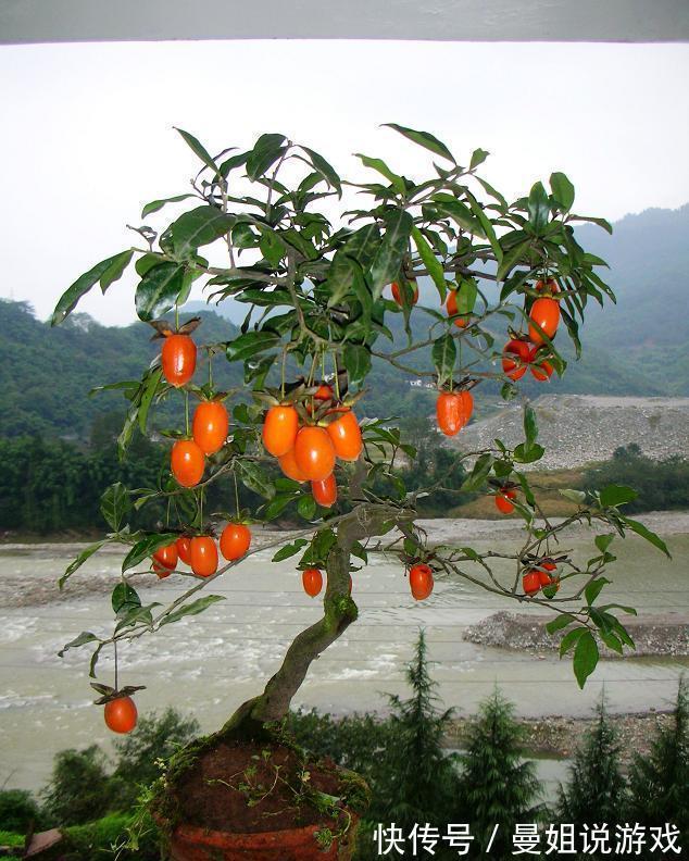 6大“富贵花”,能养几十年,花大雍容又华丽,能养成“传家宝”