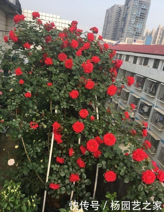 盆栽|开大红花的藤本月季,漂亮又喜庆,三季开花,种植容易,盆栽也行