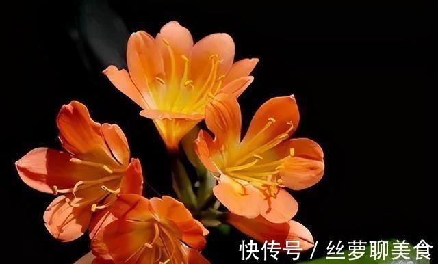 4年都不开花的君子兰,没花一分钱,我让它开花了