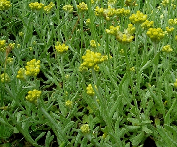 鼠尾草|山上常见的黄花杂草，原来是珍贵野菜，没想到它还有很多作用！