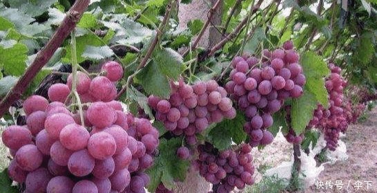 日本|到日本才知道, 葡萄都是按“粒”卖的, 网友 贫穷限制了我的想象