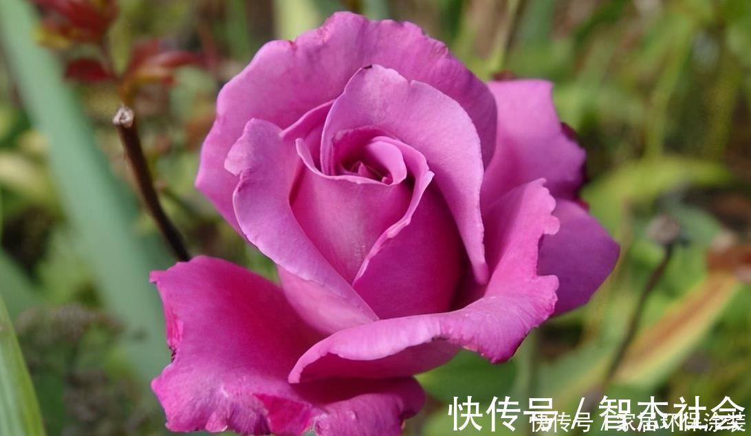 20款紫色月季品种。浓香、抗病非常好养,天然紫色唯美盛开