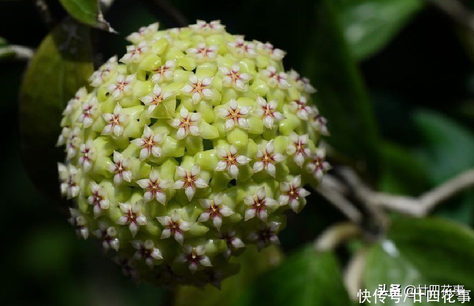 如果每人只许养一种花,建议“懒人”试试它,不用过多打理就很美