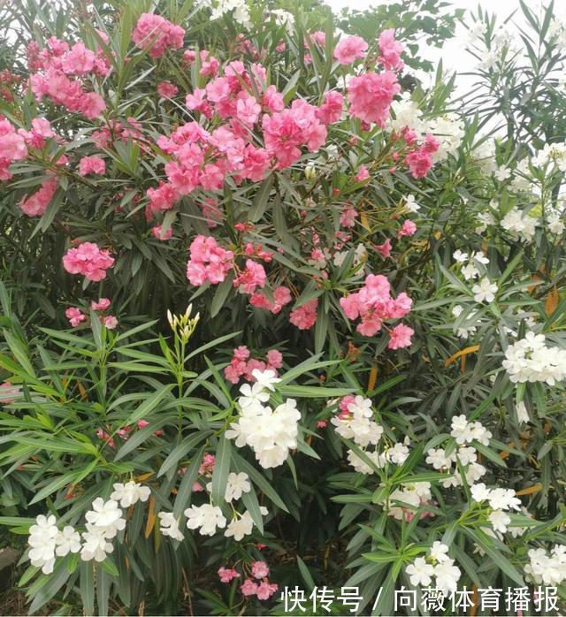 十种“大毒花”,家里经常养,越漂亮毒性越大,避开为好