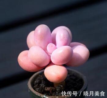 花盆|冬季买多肉,满足4个条件,“服盆”快容易出状态