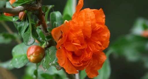 在家不如养盆石榴花，养护记以下3个小技巧，花开灿烂硕果累累