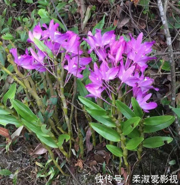 石斛|门前石头上长了一丛草,朋友出1000元来买,开起花来真漂亮!