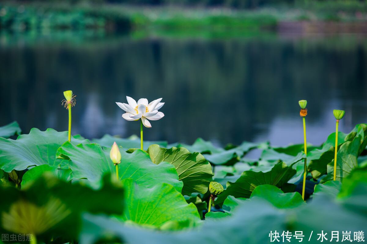  烟雨|烟火流年，如梦蹁跹，岁月的信笺上，一袭烟雨