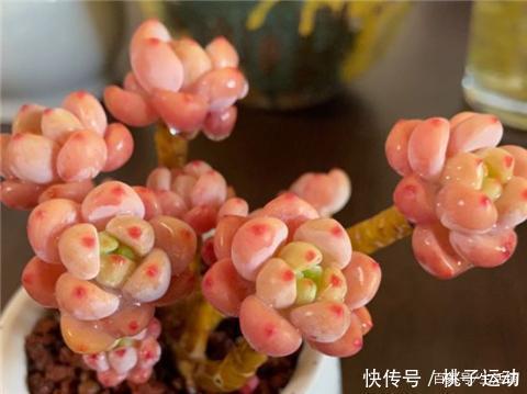 虹之玉锦|“超皮实”的3种多肉,冬天不怕冷,“冻一冻”,颜色更鲜嫩
