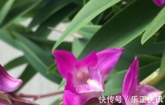 生肖猴|“一生不缺钱”的3个生肖女，老公乖乖交钱，还是心甘情愿的