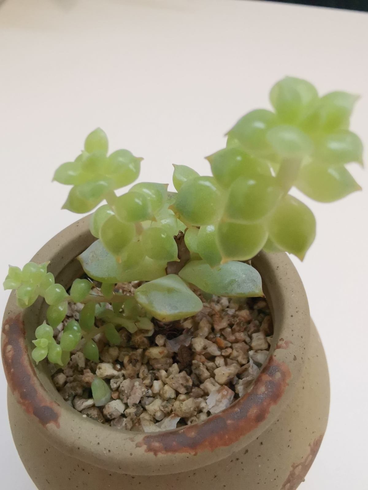 叶片|多肉到了秋天,不注意4个“必须”,今年难出好状态