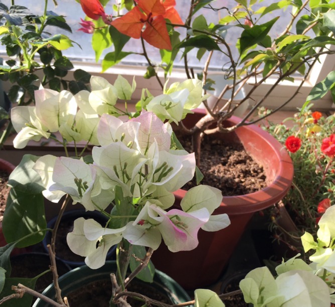 浇水|三角梅只长叶子不开花，赶紧剪一刀、虐一虐，花呼呼全开！