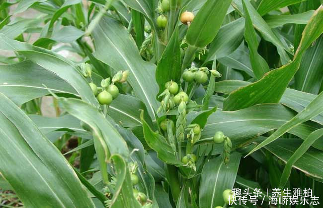 常吃|女性常吃以下食物,腰不痛,腿不麻,子宫越来越干净,大肚子也平