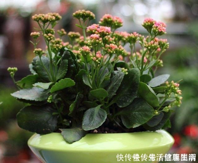 羡慕|长寿花不是小巧一盆,长成一米高的“大老桩”,别羡慕自己也能养!