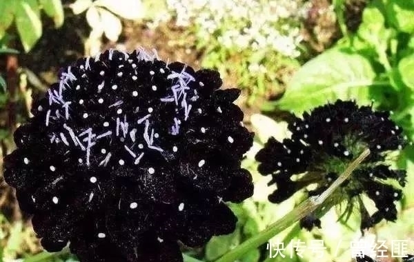 黑杰克|盘点：20种世界上最黑的花，黑的美，黑的妙，黑的呱呱叫