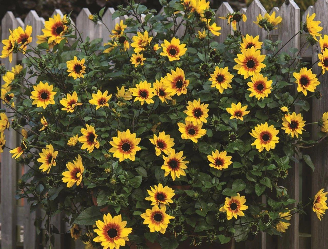 播种|7种“速生花”,现在丢土里,30天就长大,花香扑鼻真泼辣