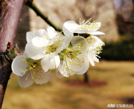 遇见|明城墙遗址公园梅花悄然开放 踏春游园正当时