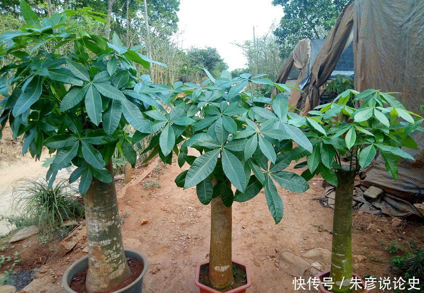 6种寓意好的植物,各有特色,你喜欢哪个?